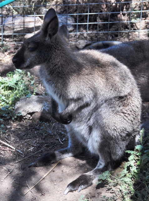 the Australian Wallaby